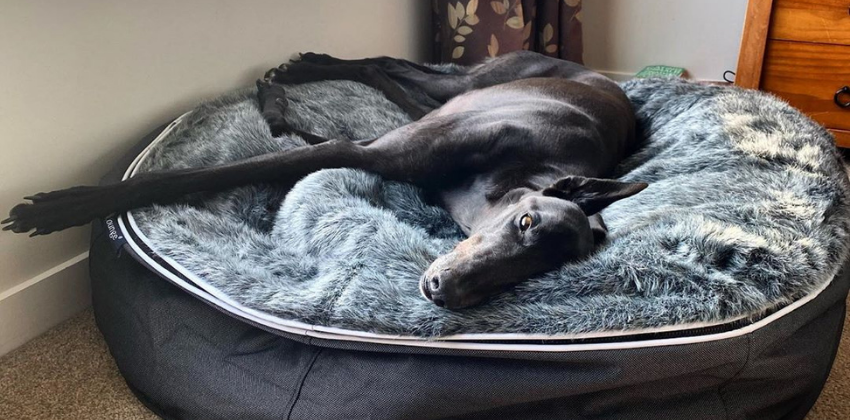 Best beds for on sale greyhounds